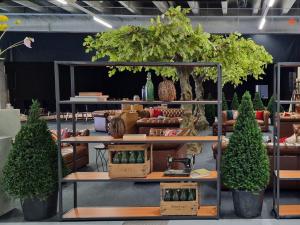 Taxus Kegelförmig 1